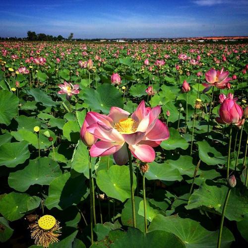 Nhạc Sống Dj Cực Chất Giai Điệu Tự Hào Nhạc Đỏ Remix